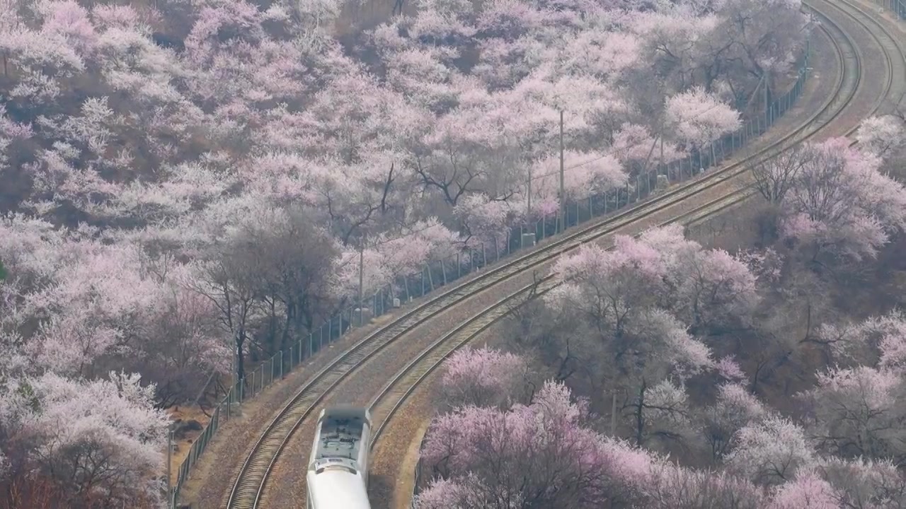 中国北京居庸关长城花海列车，开往春天的列车视频素材