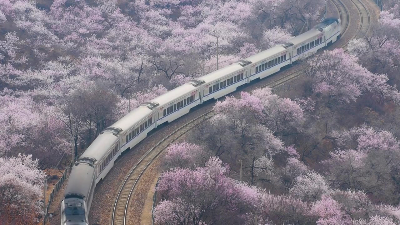 中国北京居庸关长城花海列车，开往春天的列车视频素材