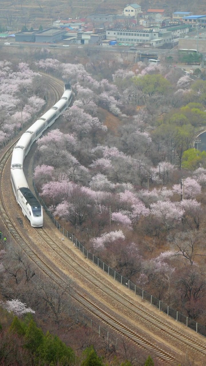 中国北京居庸关长城花海列车，开往春天的列车视频素材