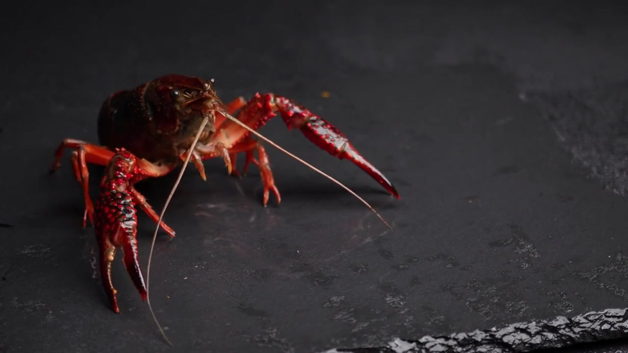 鲜活的小龙虾，龙虾活体视频素材