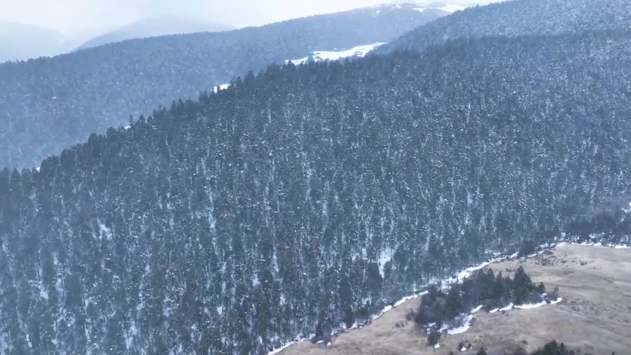 森林 航拍原始森林 雪景 鲁朗林海视频下载