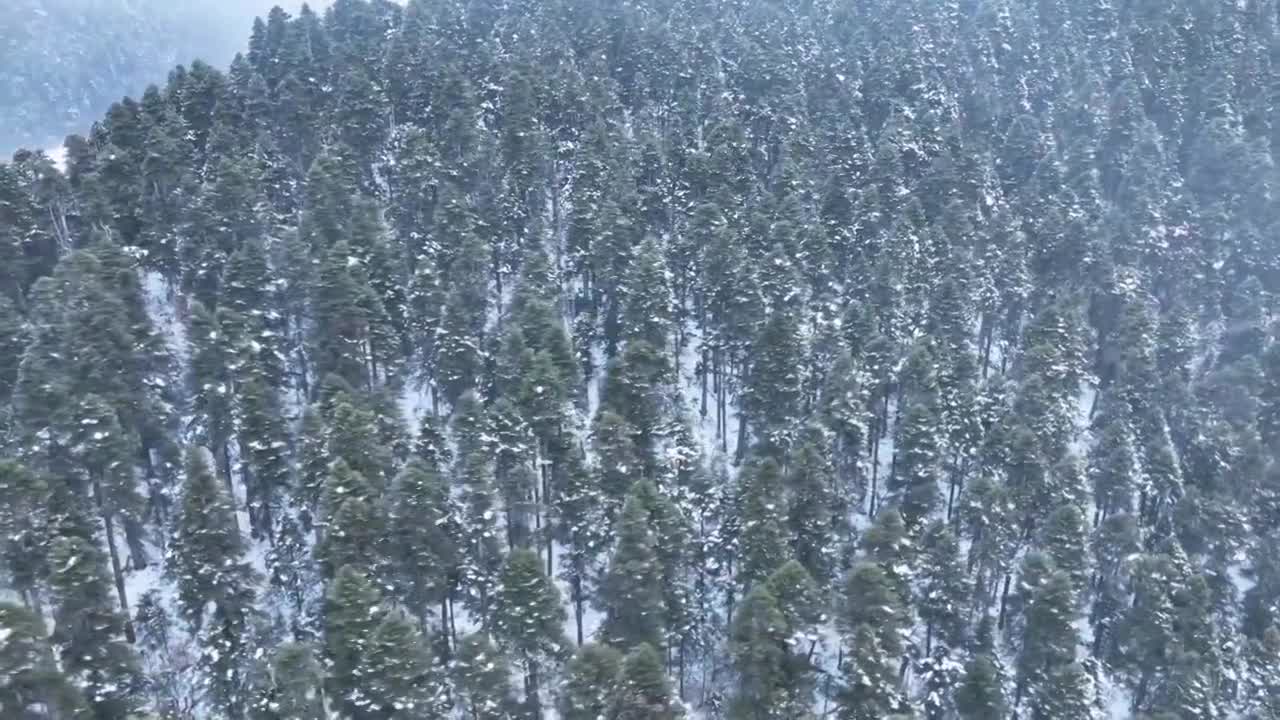 森林 航拍原始森林 雪景 鲁朗林海视频下载