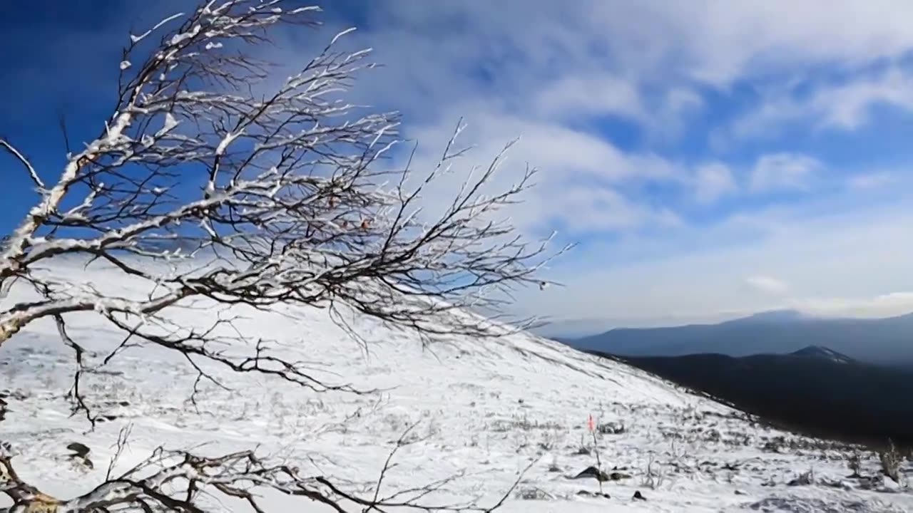 孤独的树枝在山上的雪中间。冬季森林视频素材