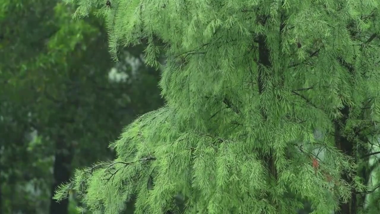 雨落在植物叶子上视频素材