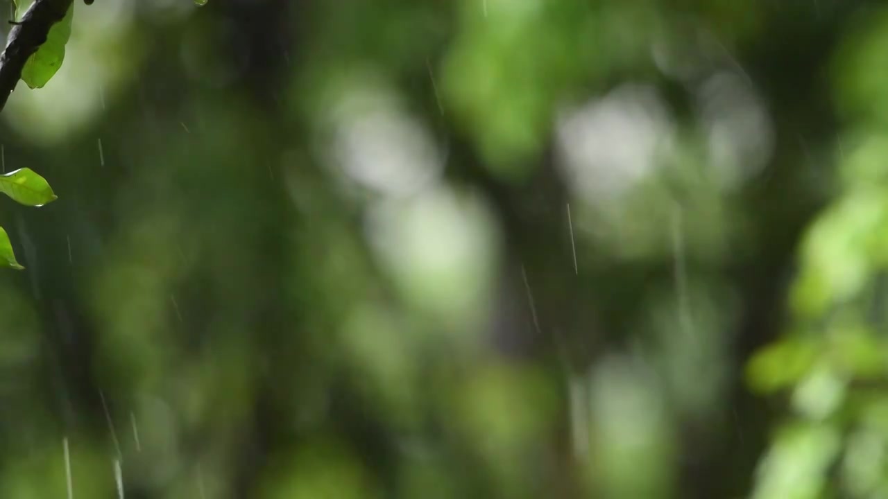 雨落在植物叶子上视频素材