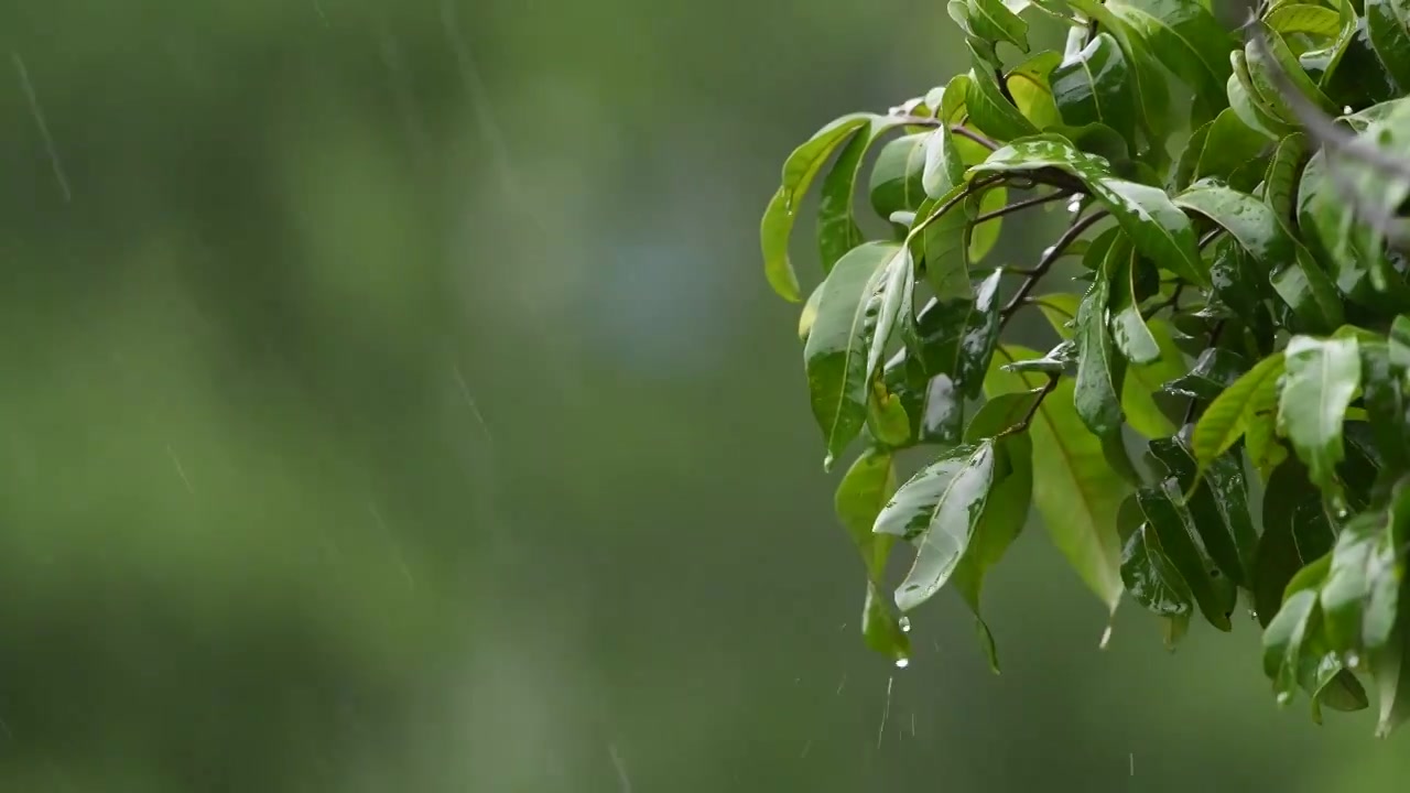 雨落在植物叶子上视频素材