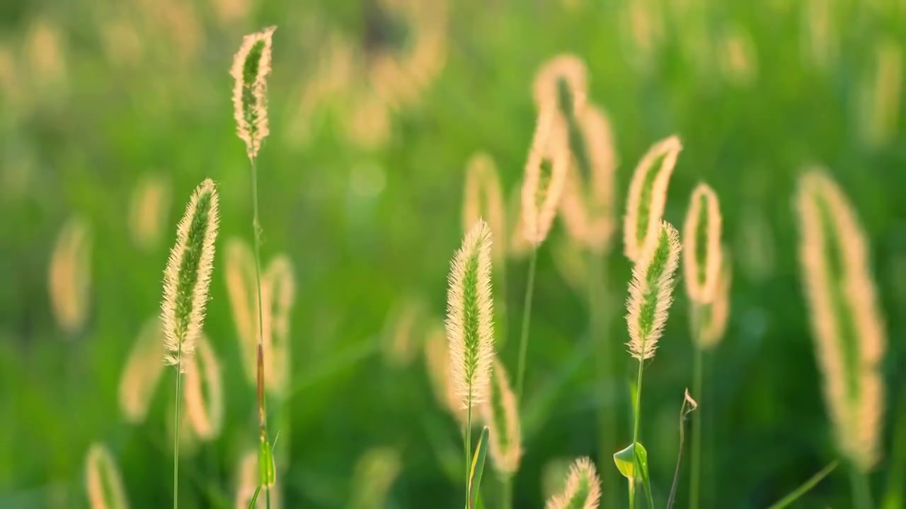 夏天傍晚金色的阳光照在狗尾巴草上视频素材