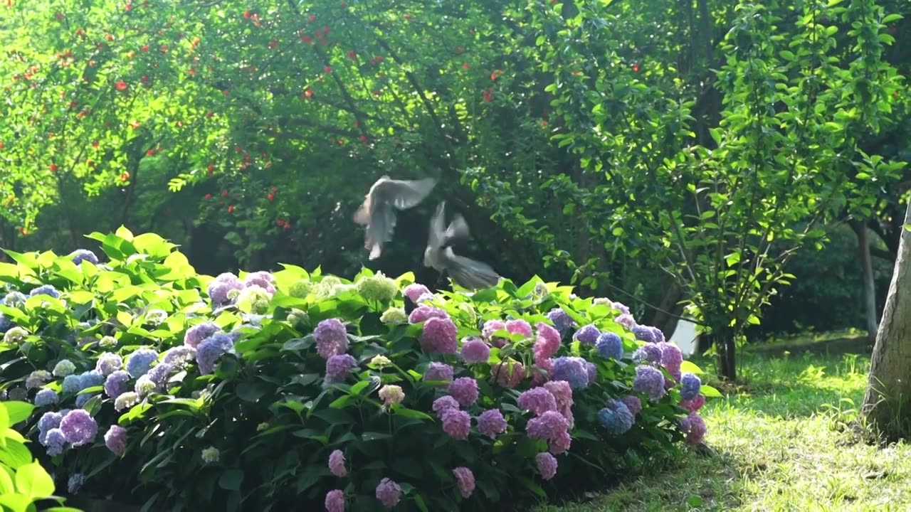 灰喜鹊花间觅食视频下载