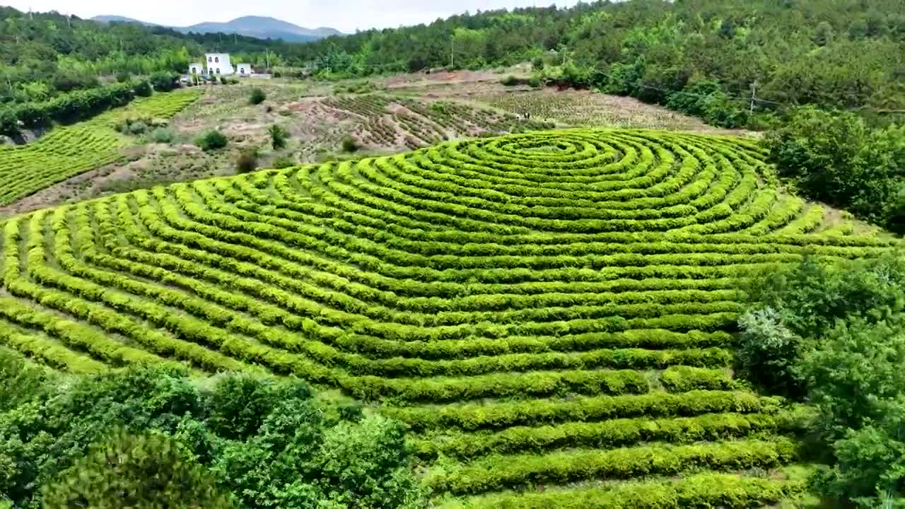 玫瑰庄园玫瑰花粉红色玫瑰花瓣视频素材