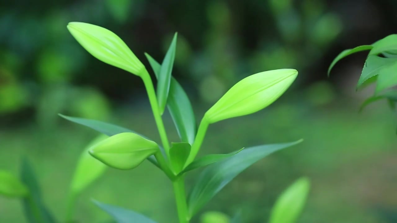 绿色百合花蕾视频下载