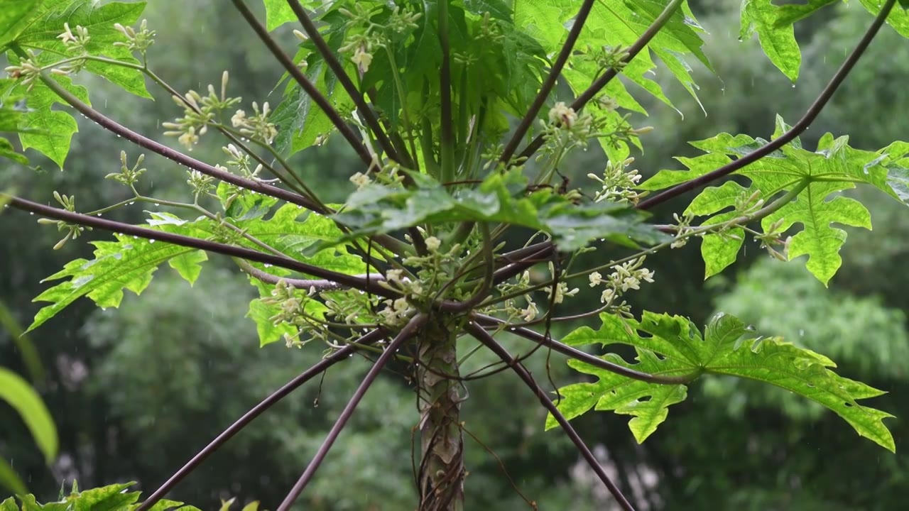 木瓜树植物雨天视频下载