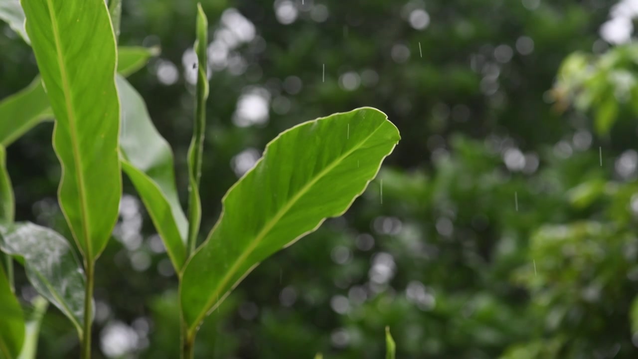 风姜树植物雨天视频下载