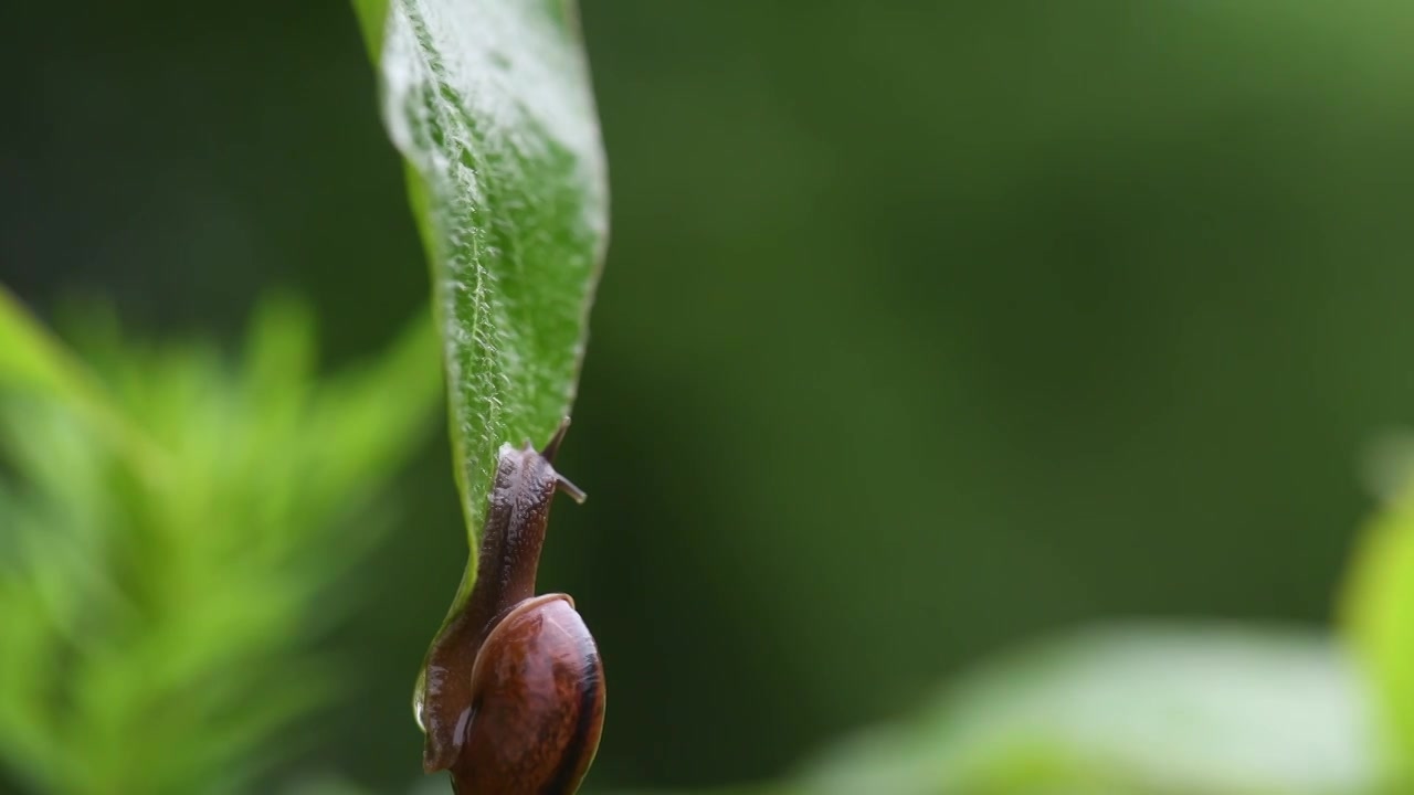 雨天蜗牛视频下载