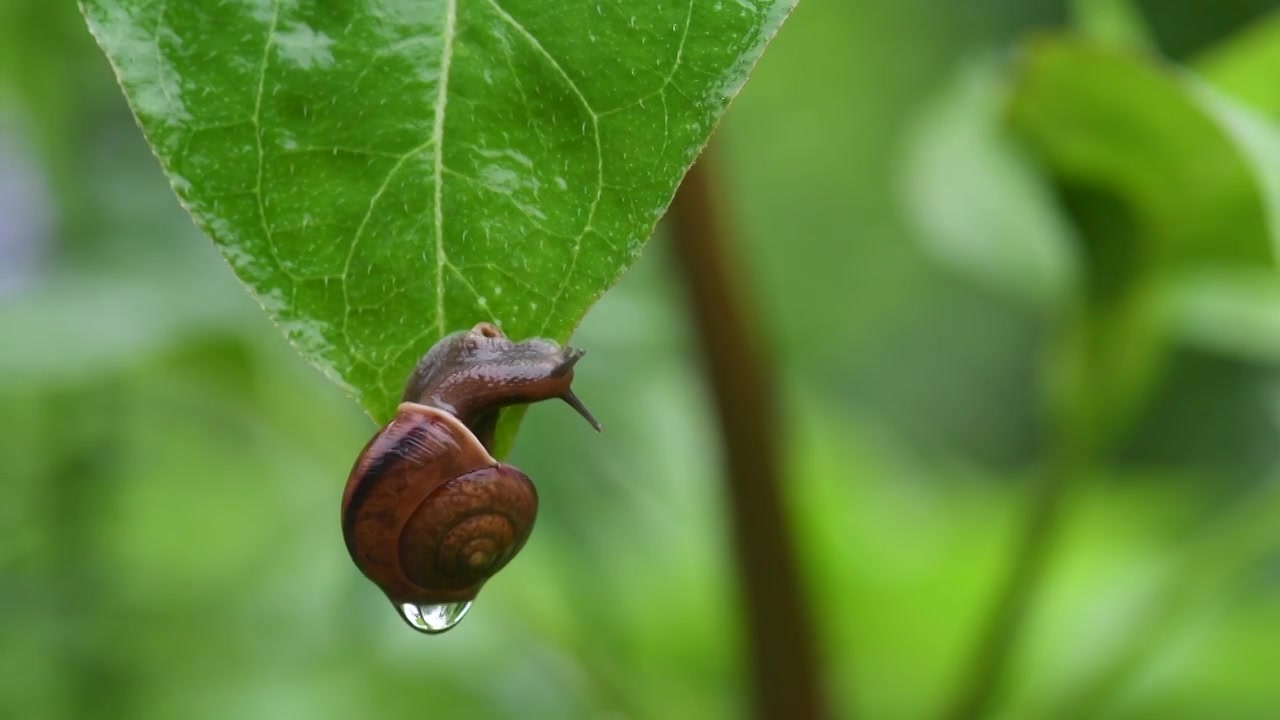 雨天蜗牛视频下载