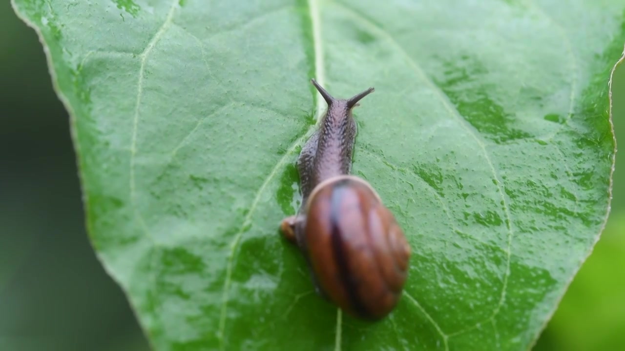 雨天蜗牛视频下载