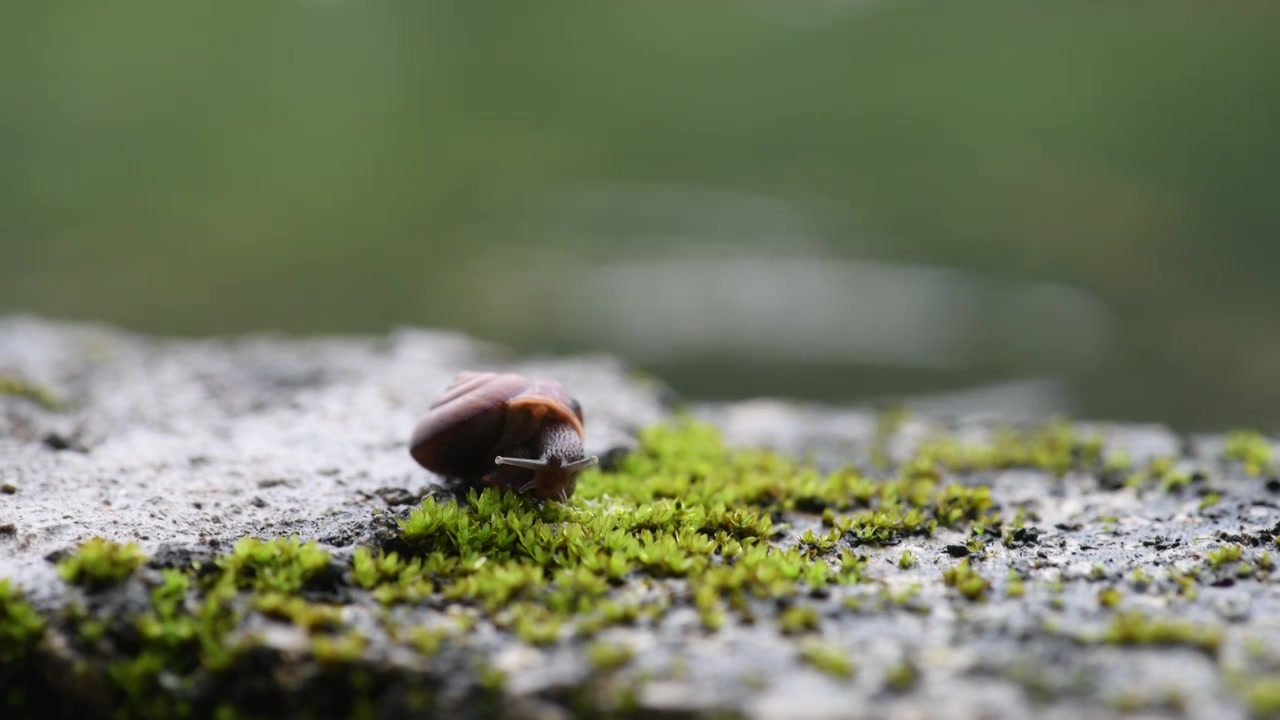 蜗牛在青苔植物爬行视频素材