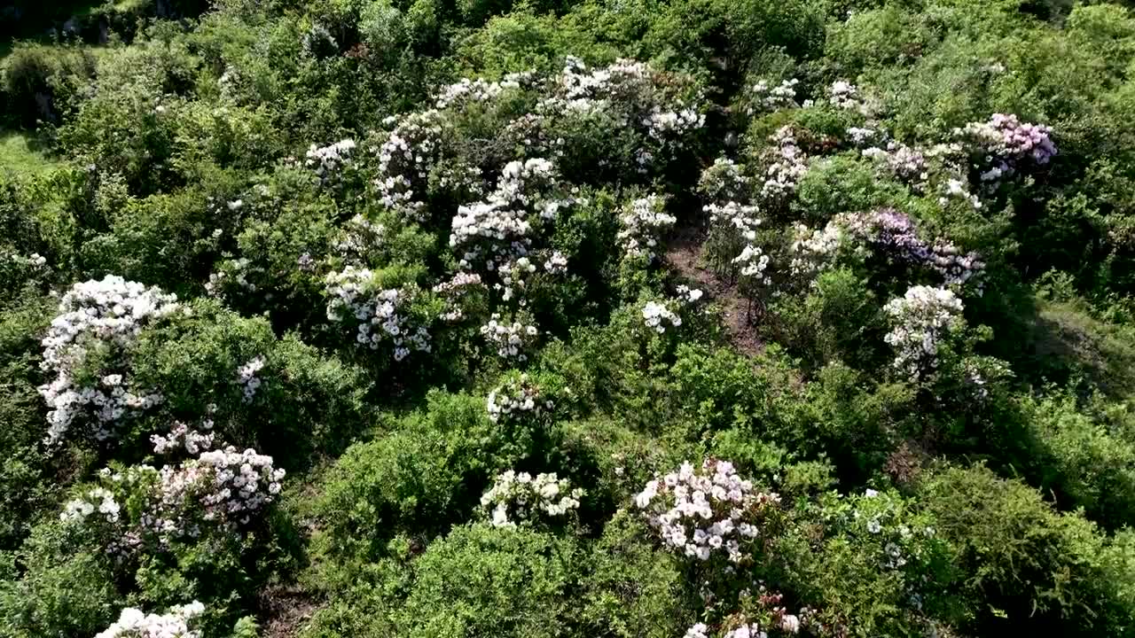 威宁自治县百草坪最高峰满山杜鹃花盛开花海视频素材