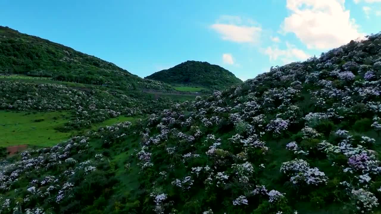 威宁自治县百草坪最高峰满山杜鹃花盛开花海视频素材