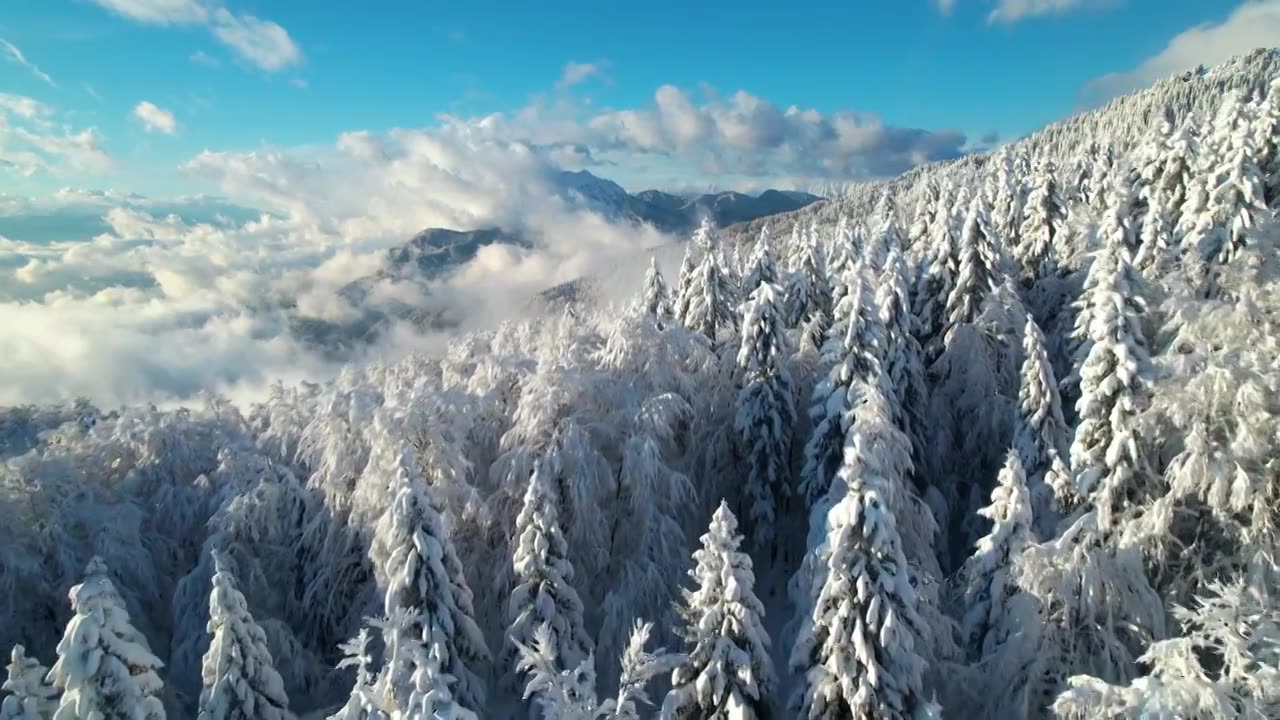 雪山云杉林和高山景观景色高山上阳光灿烂的冬日.森林上空滚滚的云朵白雪覆盖的群山视频下载