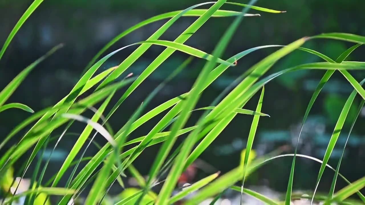 夏季阳光下随风摇摆的绿色菖蒲特写慢动作视频素材