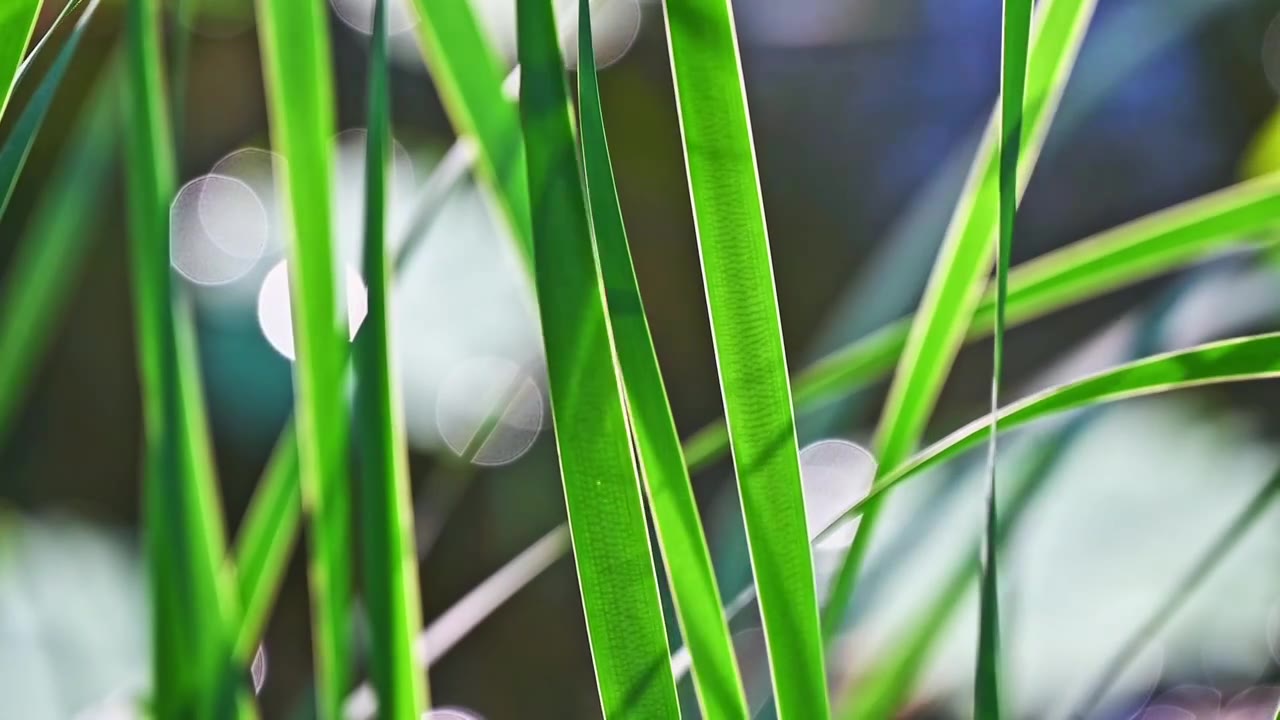 夏季阳光下随风摇摆的绿色菖蒲特写慢动作视频素材