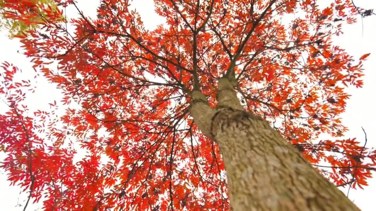 秋天美丽漂亮的红色樟树树叶视频素材