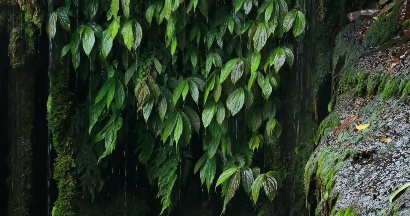 湿漉漉的植被，雨水淋在植被上视频素材