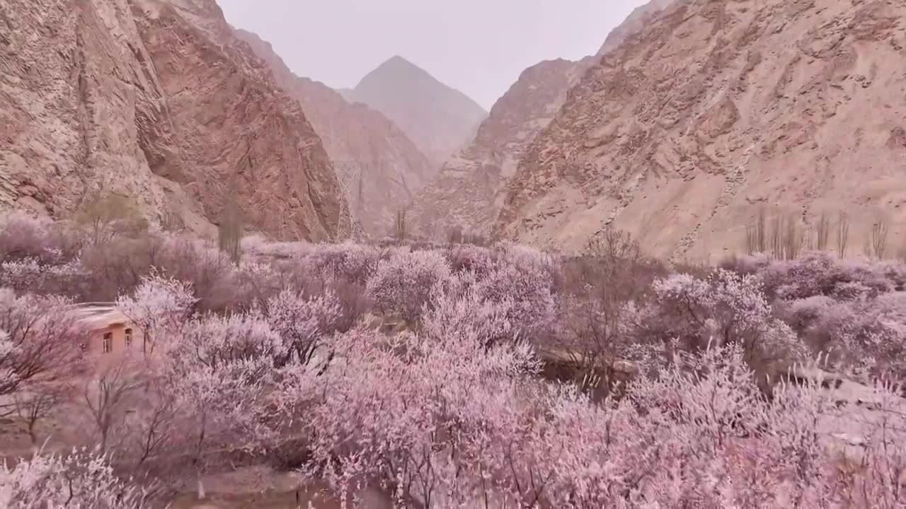 南疆杏花村，春天杏花盛开的昆仑山峡谷，塔尔乡杏花盛开的季节视频素材