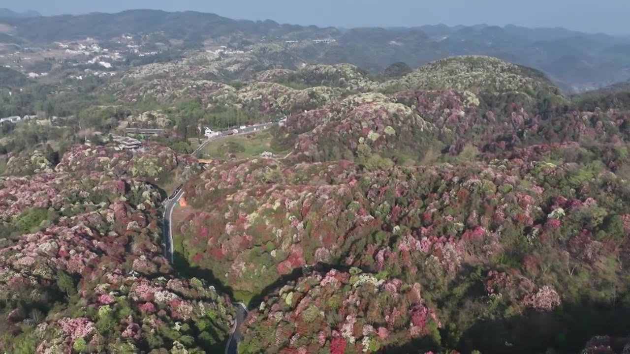 贵州百里杜鹃被称“地球彩带”自然生长的花海美不胜收视频素材