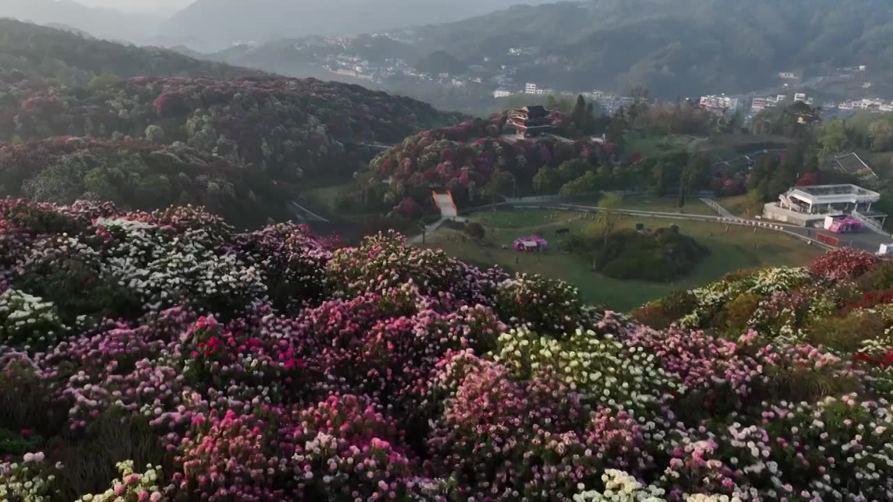 贵州百里杜鹃被称“地球彩带”自然生长的花海美不胜收视频素材