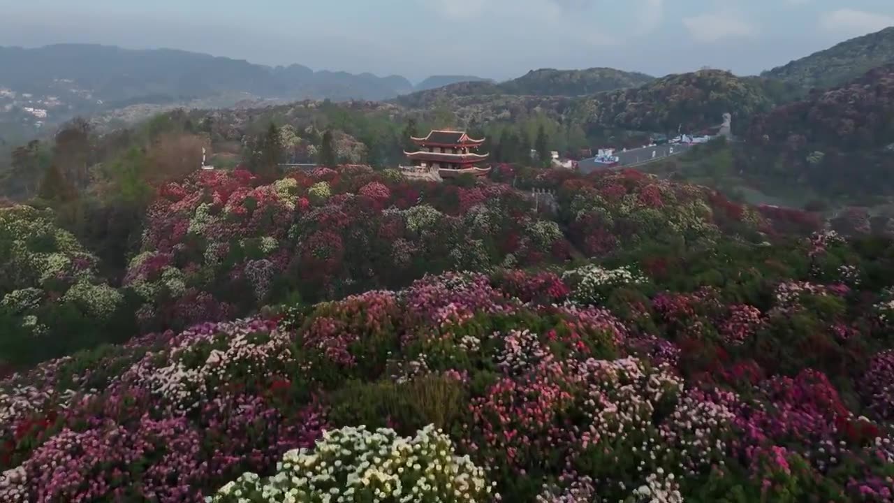 贵州百里杜鹃被称“地球彩带”自然生长的花海美不胜收视频素材