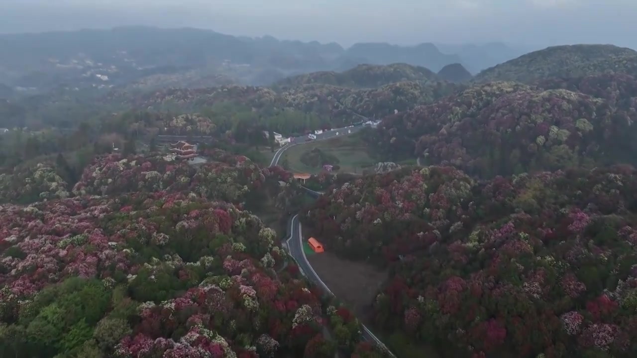 贵州百里杜鹃被称“地球彩带”自然生长的花海美不胜收视频素材