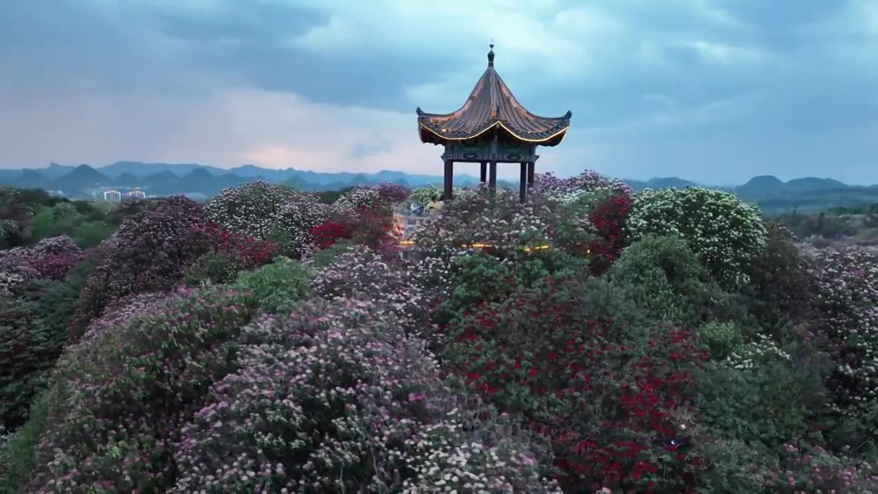 贵州百里杜鹃被称“地球彩带”自然生长的花海美不胜收视频素材