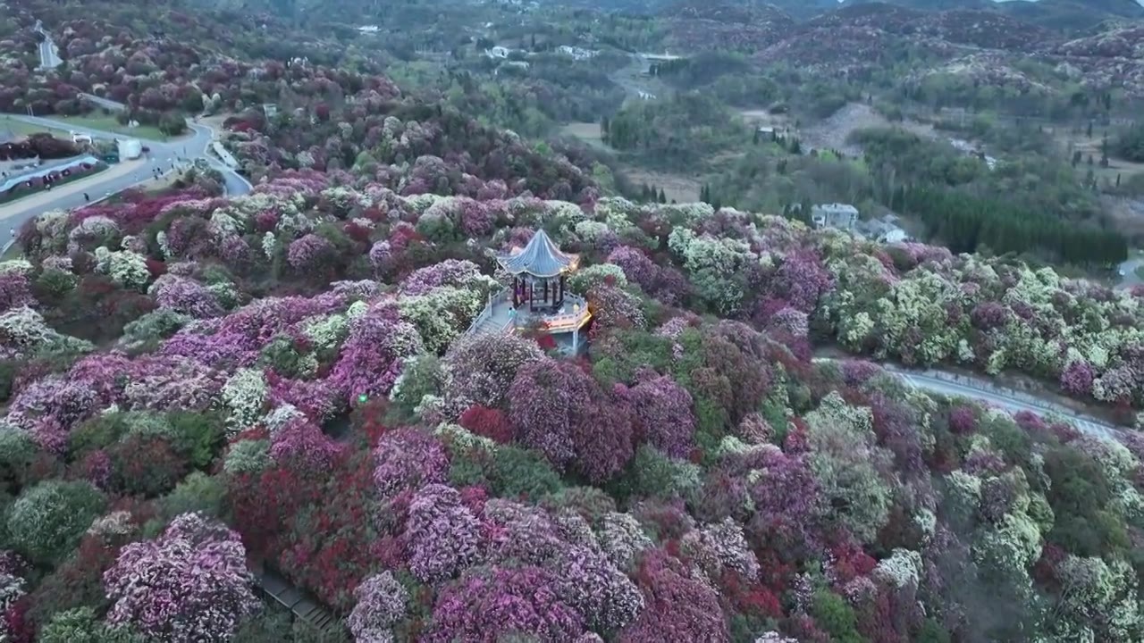 贵州百里杜鹃被称“地球彩带”自然生长的花海美不胜收视频素材