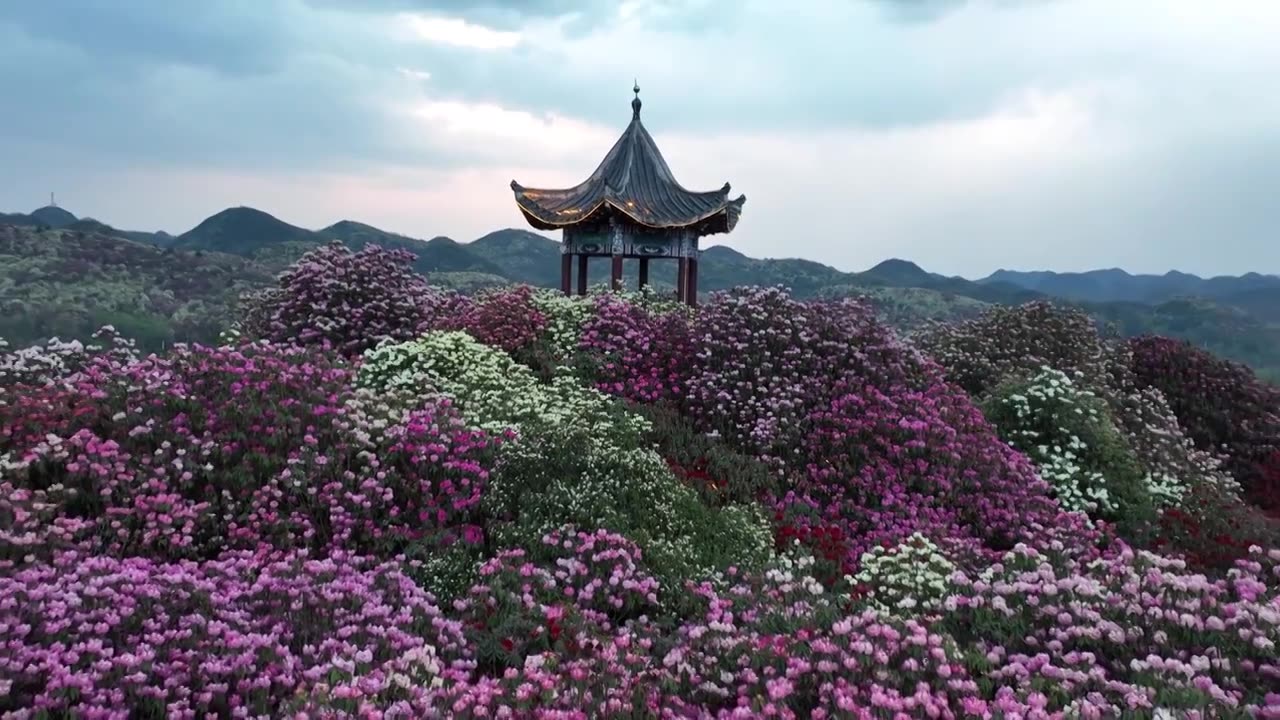 贵州百里杜鹃被称“地球彩带”自然生长的花海美不胜收视频素材