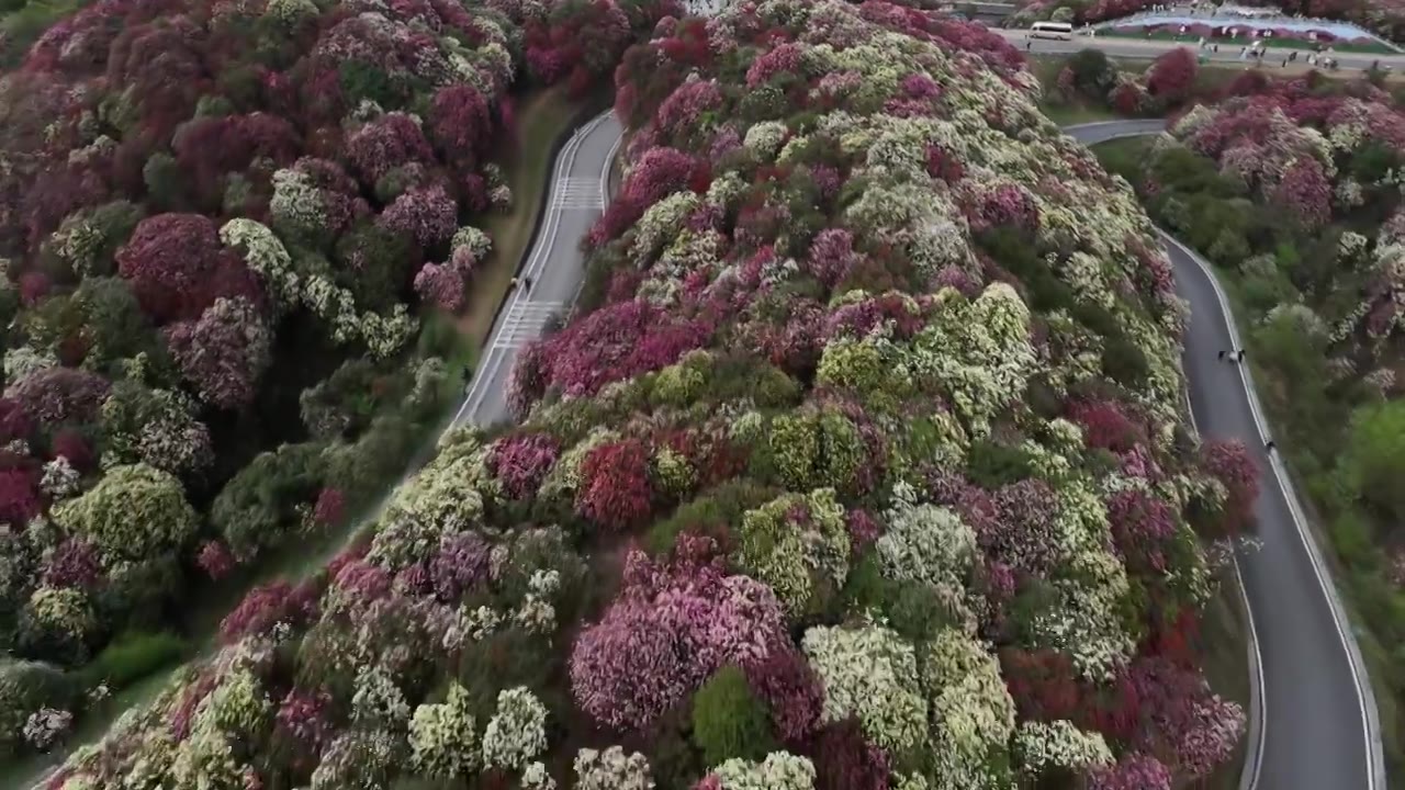 贵州百里杜鹃被称“地球彩带”自然生长的花海美不胜收视频素材