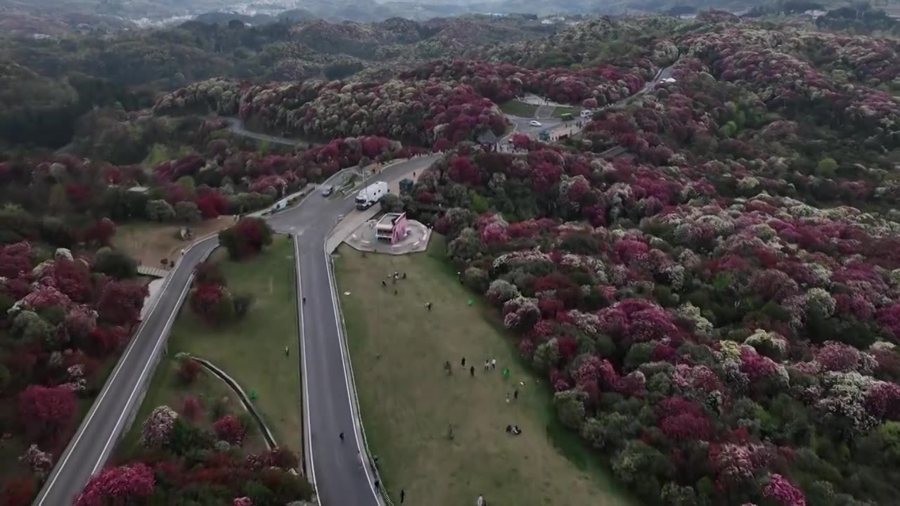 贵州百里杜鹃被称“地球彩带”自然生长的花海美不胜收视频素材