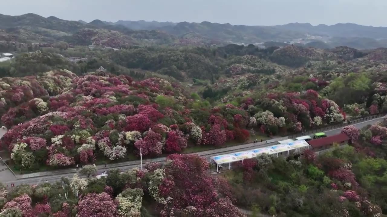 贵州百里杜鹃被称“地球彩带”自然生长的花海美不胜收视频素材