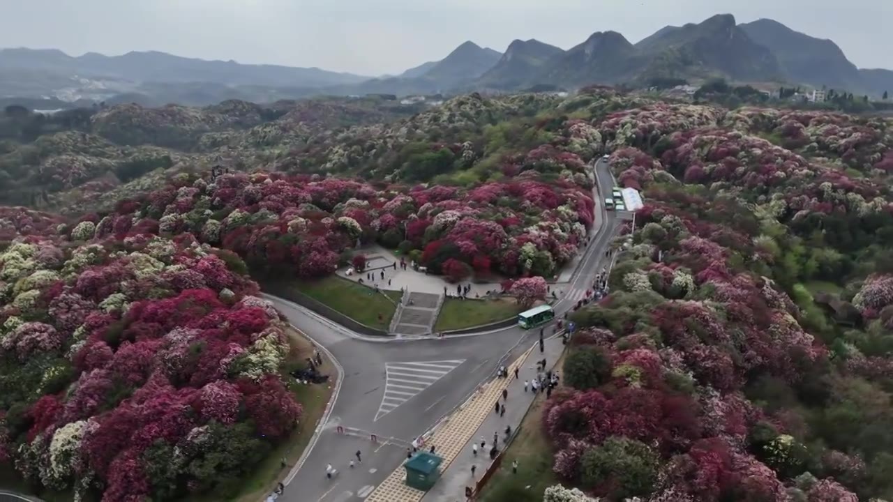 贵州百里杜鹃被称“地球彩带”自然生长的花海美不胜收视频素材