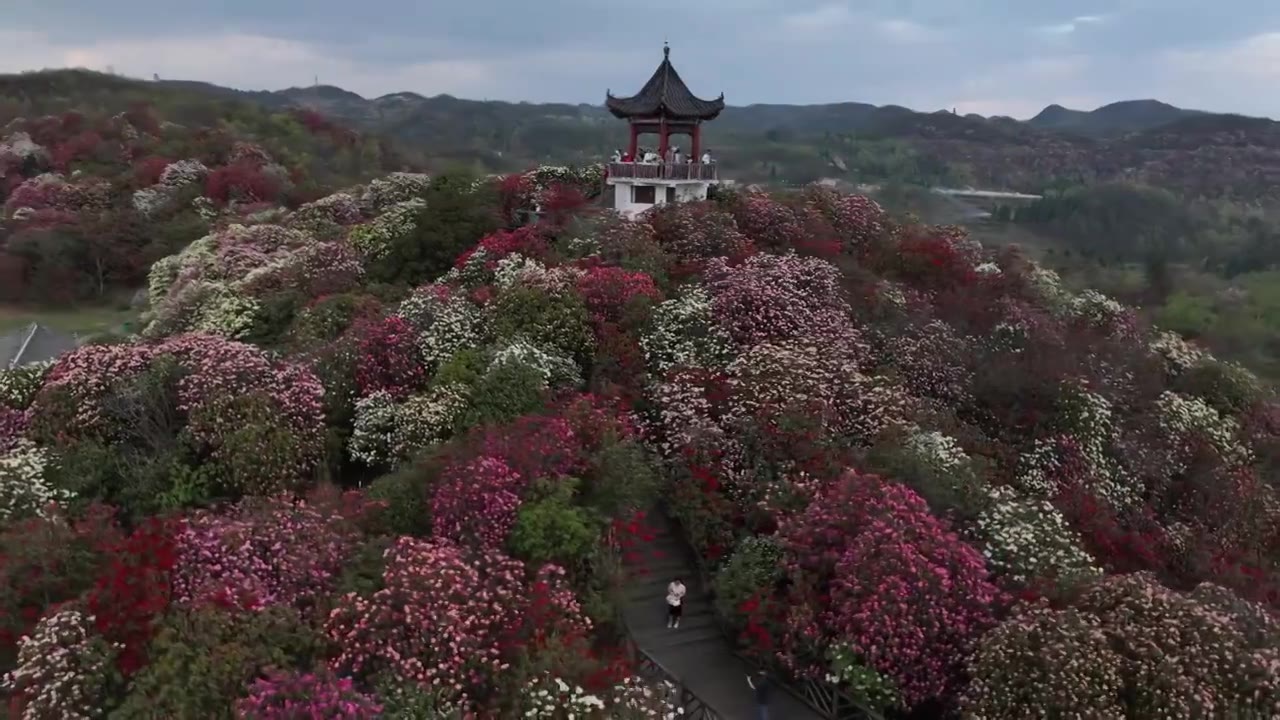 贵州百里杜鹃被称“地球彩带”自然生长的花海美不胜收视频素材