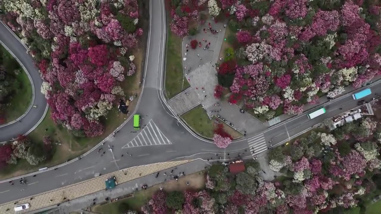 贵州百里杜鹃被称“地球彩带”自然生长的花海美不胜收视频素材