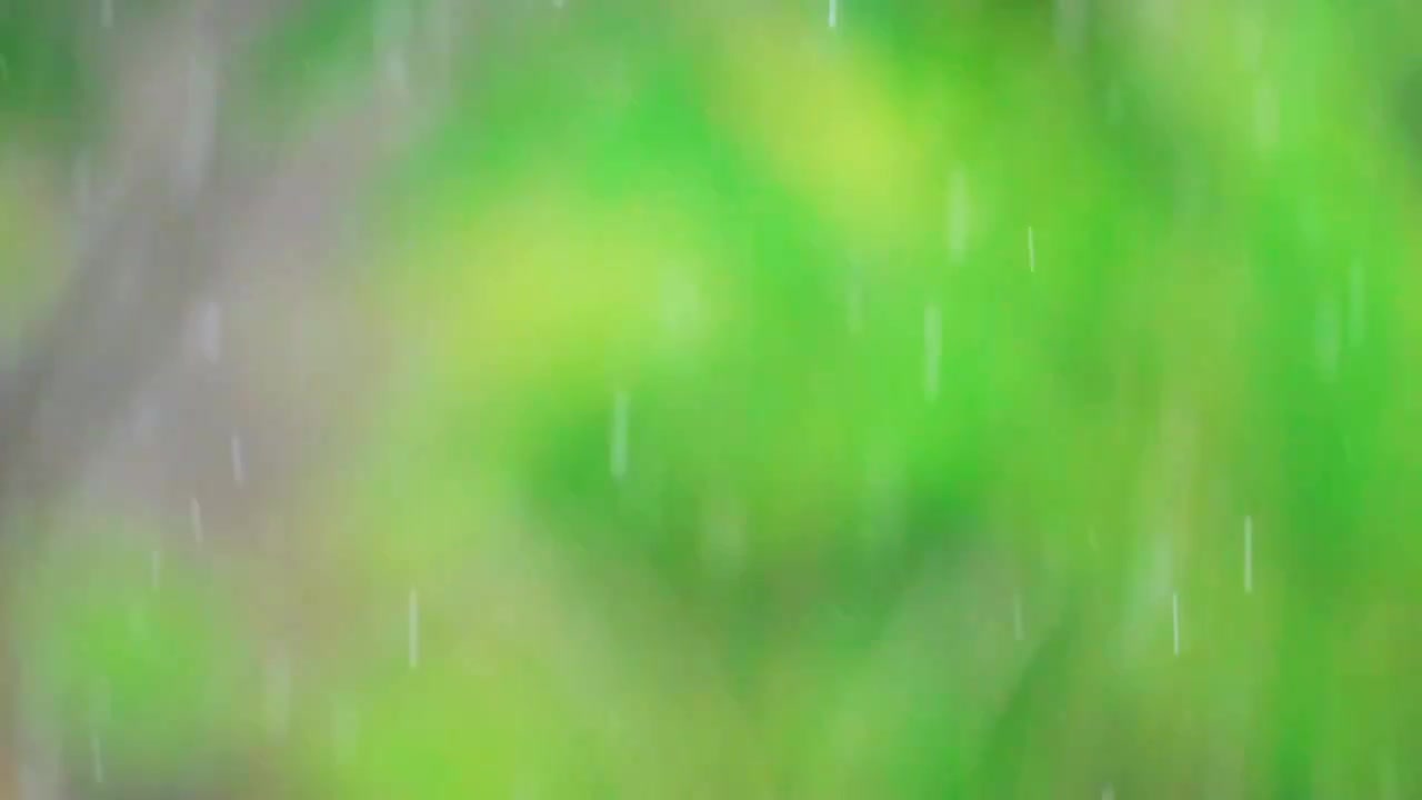 春天下雨天春雨雨滴特写视频素材