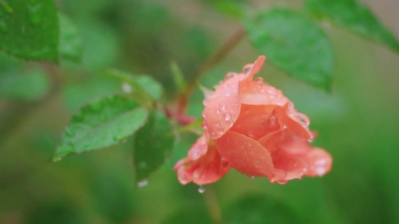 春天春雨中盛开的粉色月季花视频素材