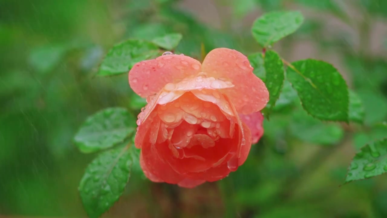 春天春雨中盛开的粉色月季花视频素材