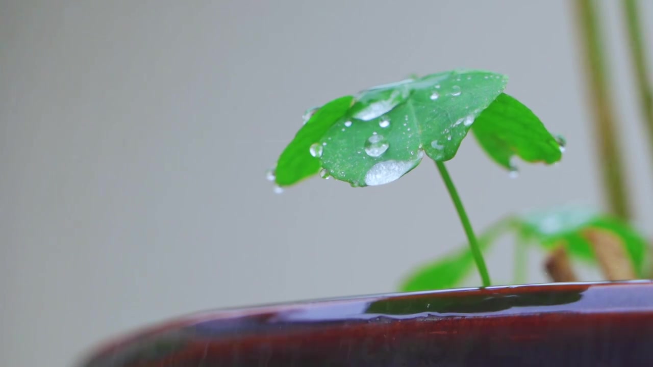 春天下雨天春雨下的植物三叶草视频素材