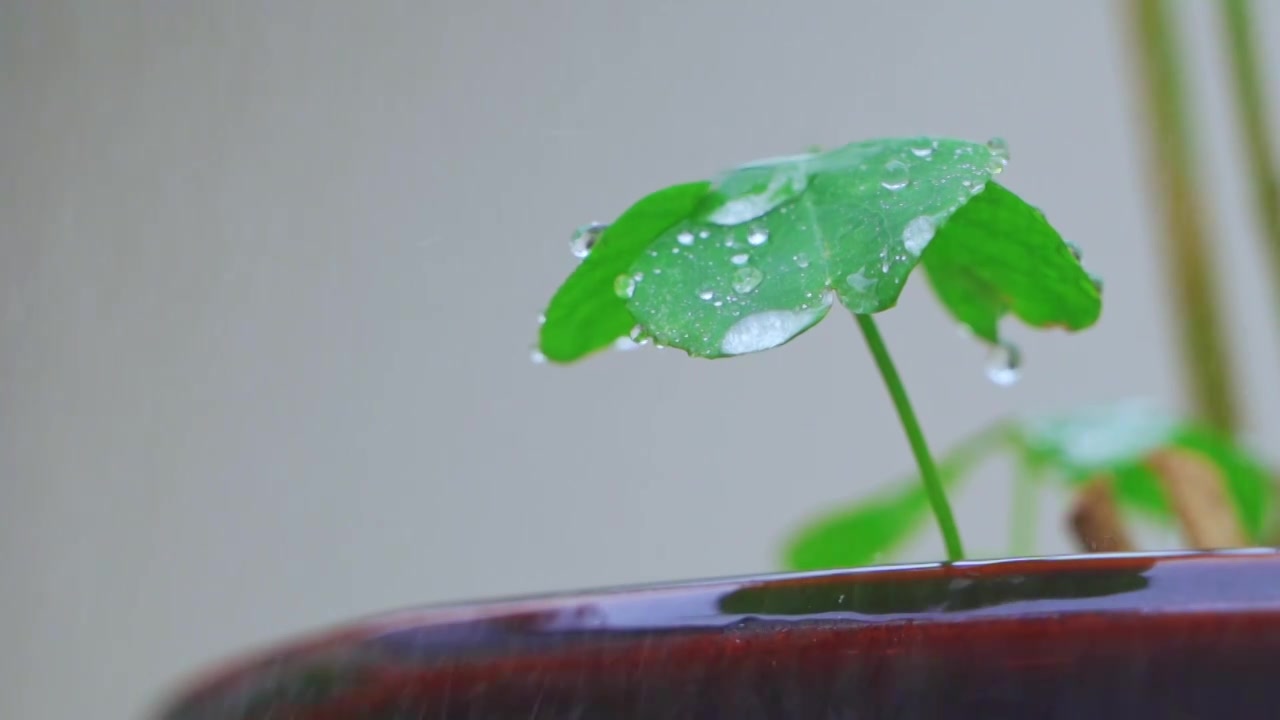 春天下雨天春雨下的植物三叶草视频素材