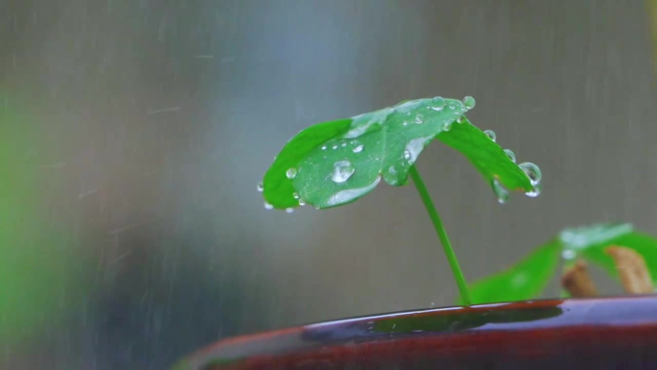 春天下雨天春雨下的植物三叶草视频素材