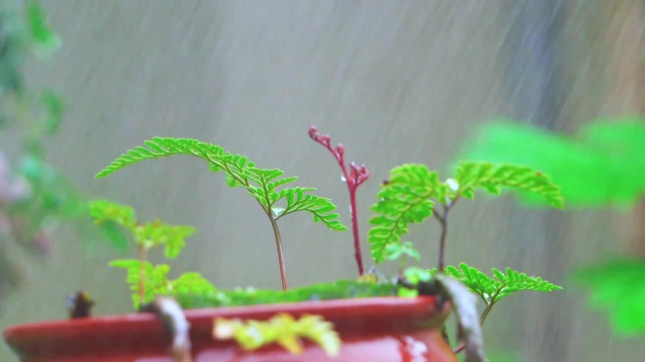 春天下雨天春雨下的蕨类盆栽植物视频素材