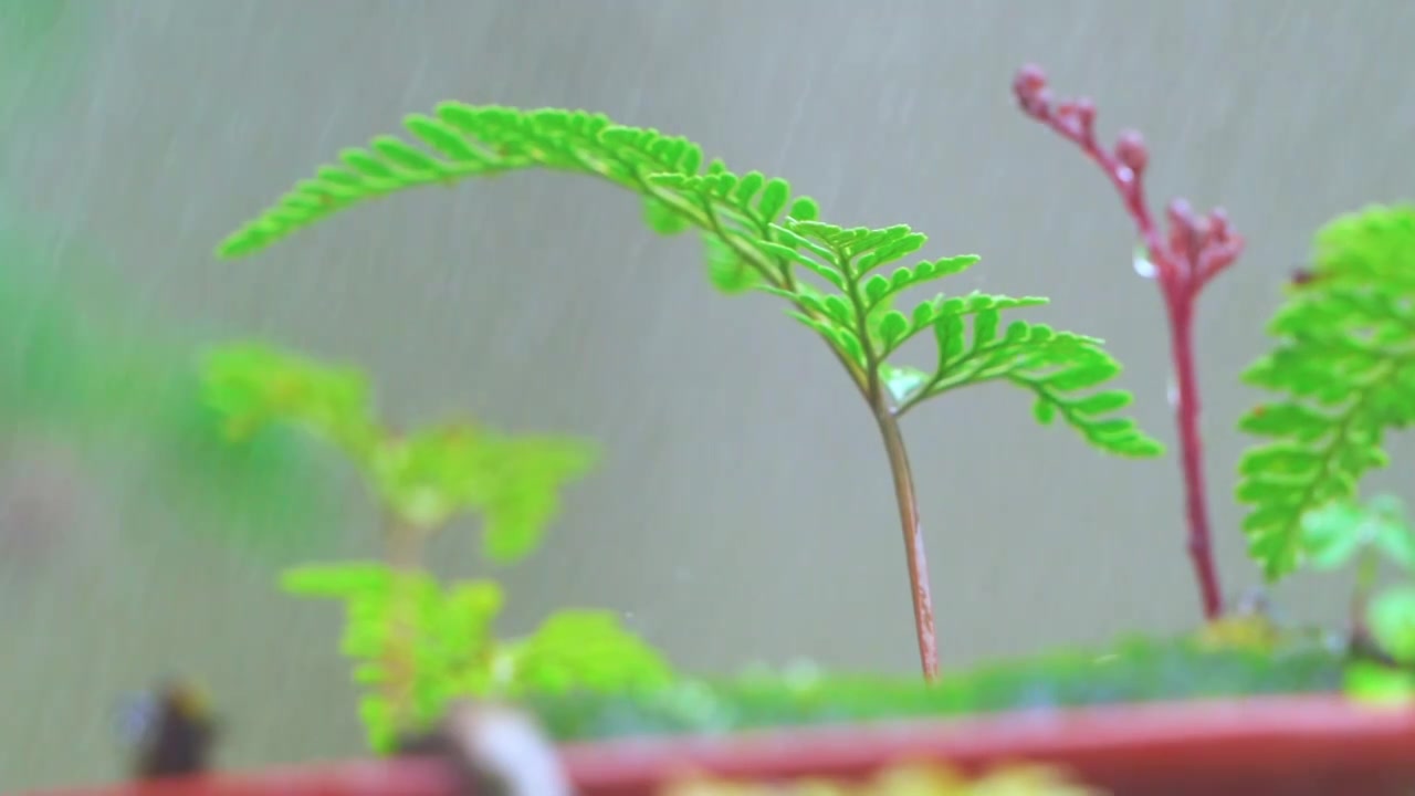 春天下雨天春雨下的蕨类盆栽植物视频素材