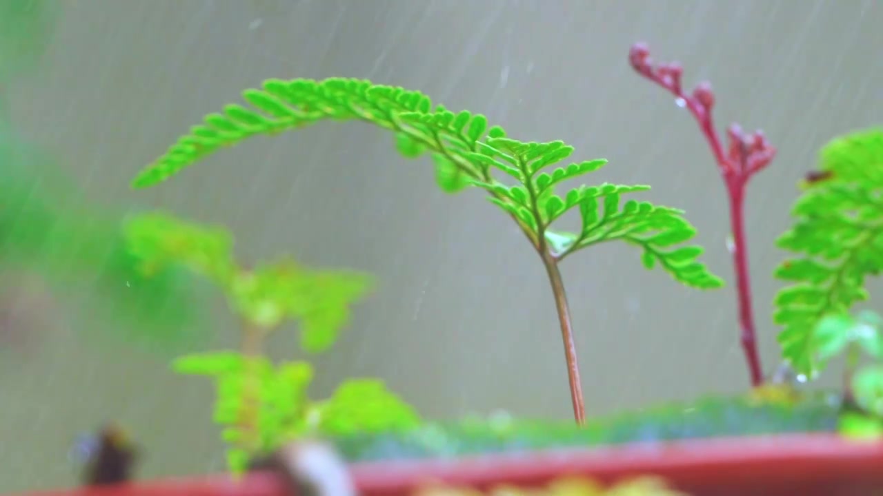 春天下雨天春雨下的蕨类盆栽植物视频素材